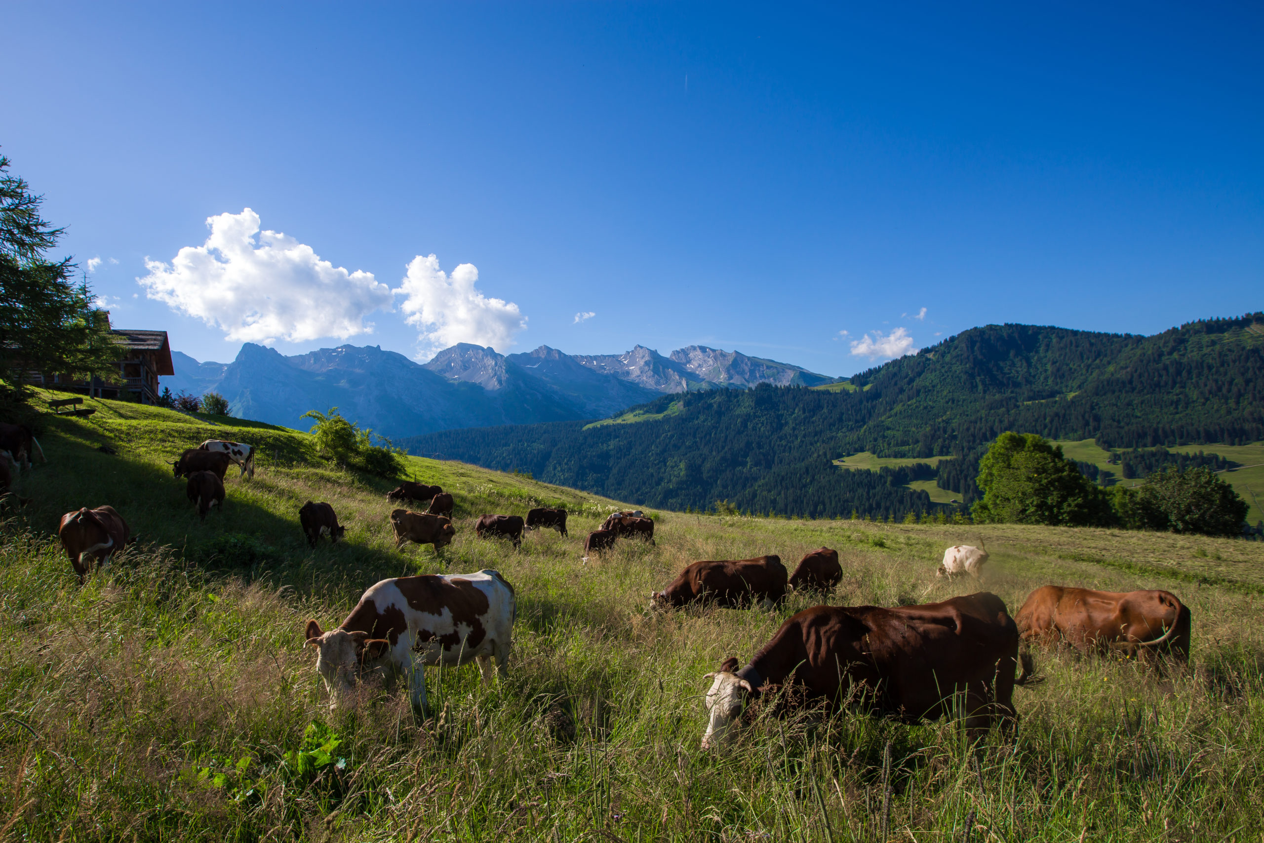 https://www.mairielegrandbornand.com/wp-content/uploads/2024/12/©B.Delerue-Le-Grand-Bornand-Tourisme-__-17-scaled.jpg